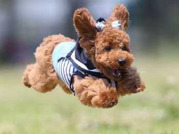 宙飛ぶ「飛行犬」　まるで無重力、リピーター続出の不思議な写真