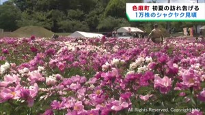 鮮やかな大輪の花　シャクヤクが見頃　宮城・色麻町