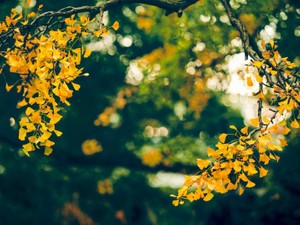 ハロワで私をＫＯしたおばちゃんは、仕事として私に向き合ったのだ