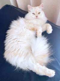 へそ天になってくつろぐモナカちゃん（画像提供：“モナカ“ スコティッシュたち耳さん）