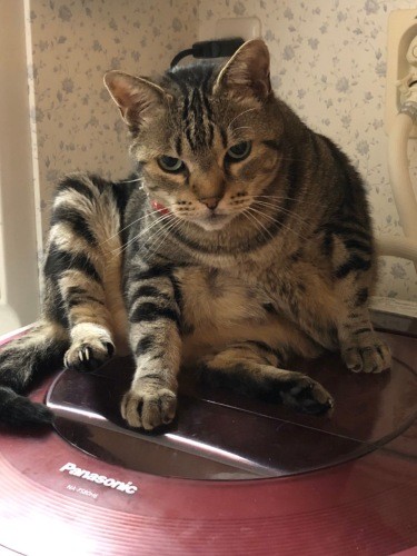 上手に乗れるよ