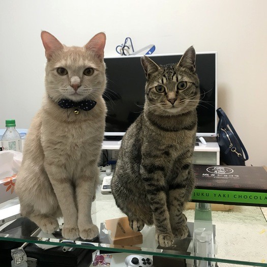 「パパだけどうしておやつなんですか？」。小麦くん（左）、とらくん（右）