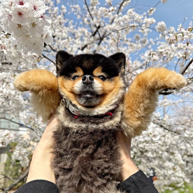 「思ってたのと違う…」と飼い主さんをモヤらせたたろ吉ちゃんの写真（画像提供：たろ吉(メスのポメ)の飼い主さん）