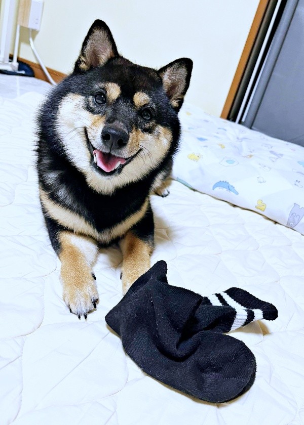 靴下をゲットしたこまちちゃん（画像提供：黒柴 こまちさん）