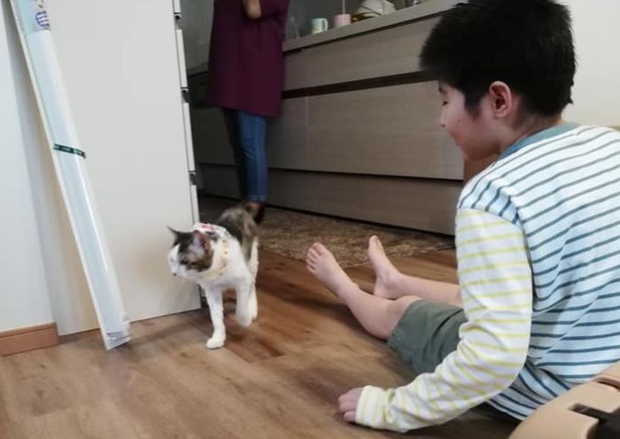 臆することなく部屋を探検（ねこかつ提供）