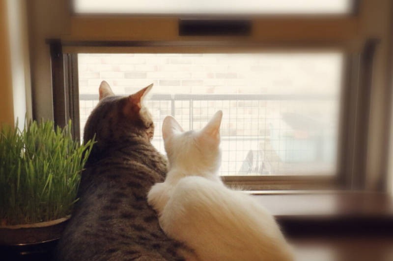 約３カ月で迎えられたミルコ（右）はガリガリだった。傍らにはレオン兄ちゃんが