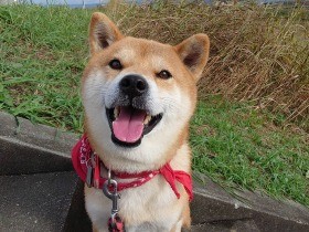 お気に入りのお散歩コースでにっこり　人が大好き愛され上手な柴犬「ポリー」