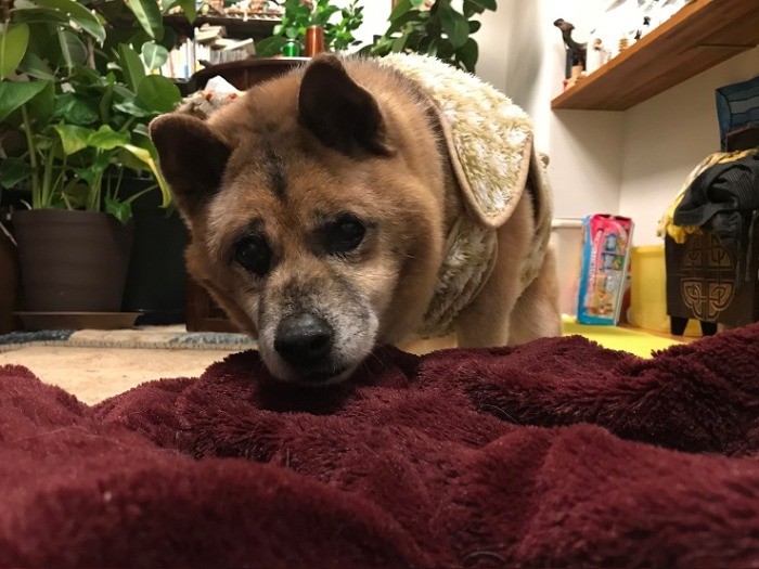 老犬ジェイドくん。寒さが堪えるんです