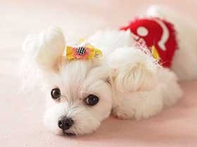 これからもずっと一緒だよ　もこもこのマルチーズ「モコちゃん」