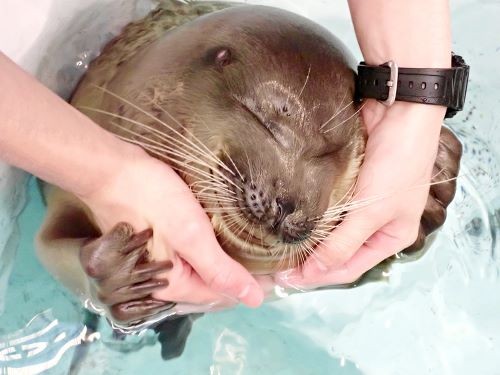 人が大好きミゾレ、SNSで話題のユキ ワモンアザラシは海遊館の