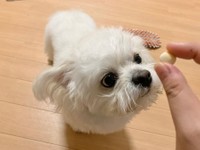 おやつのボーロに熱い視線（提供：かわいいぬさん）