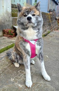 お風呂に入って凛々しさが増したさん歩くん（画像提供：ぽっぽっぽー SANPOさん）