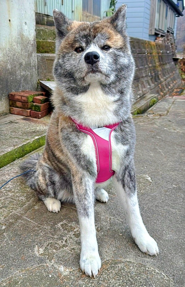 お風呂に入って凛々しさが増したさん歩くん（画像提供：ぽっぽっぽー SANPOさん）