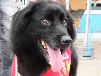 挑戦続け、救助犬になった「じゃがいも」　飯舘村の復興シンボル