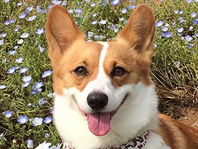 コーギーの「ほのか」　好物は白いご飯に納豆！