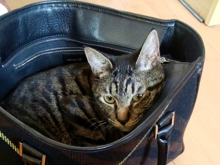 ママの鞄の中、落ち着くんだ