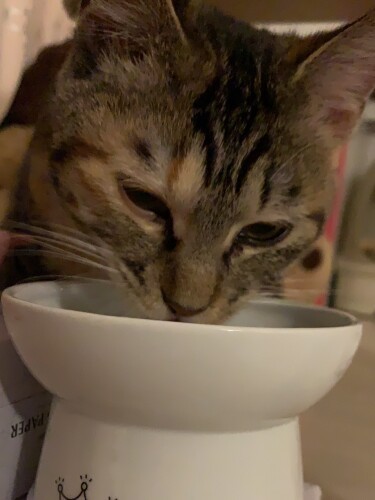 水をごくごく。ごはんをすごいスピードで食べます（ニイノちゃん提供）