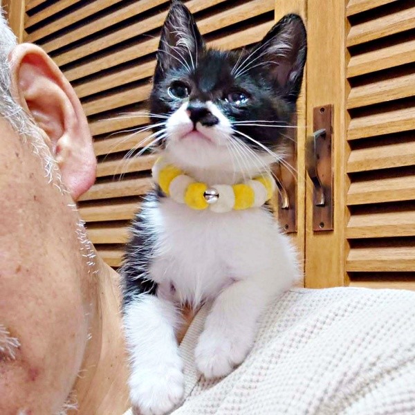 飼い主さんの肩に乗るのがお気に入りになったまぎちゃん（画像提供：hiro_8083さん）