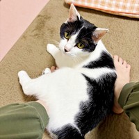 飼い主さんの足の間にイン！ 甘えるむすびくん（画像提供：猫のしお＆むすび、飼い主はろでさん）