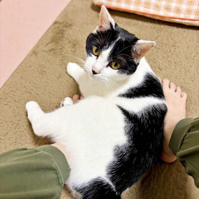 飼い主さんの足の間にイン！ 甘えるむすびくん（画像提供：猫のしお＆むすび、飼い主はろでさん）