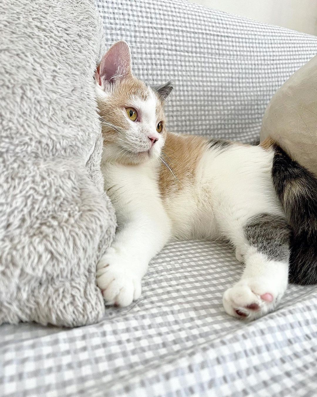 多頭飼育崩壊で保護された姉妹猫を家族に「2匹一緒にお迎えして
