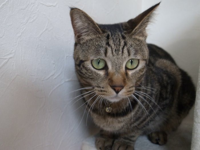 おとなになった「直虎」