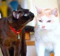 眼光鋭い茶々丸くん（右）とキョトンとした表情のジルくん