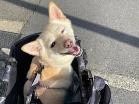 パピーの頃は忍者のように壁走り　今は振り返る笑顔が可愛いシバチワ「菊千代」