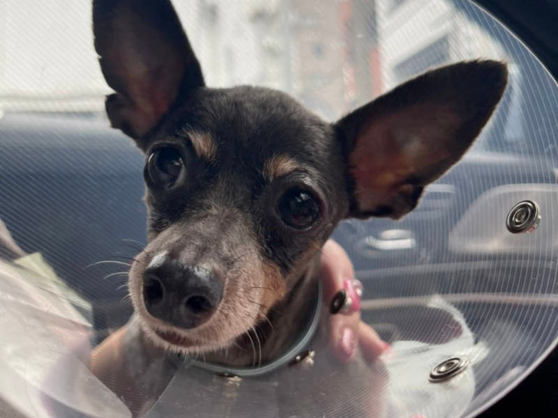 愛犬 マル の白内障手術 成功 黒く戻った瞳に 初めて私の顔がうつった 犬 猫との幸せな暮らしのためのペット情報サイト Sippo