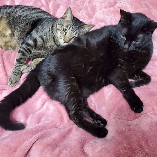 ルナの後に迎えたはっぴーとイヌオ。イヌオはルナとはっぴーの「両方のやんちゃなキジ」と暮らしてきたのです