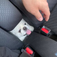 え？！ワンコが「四角」に？！（提供：ボーノさん）