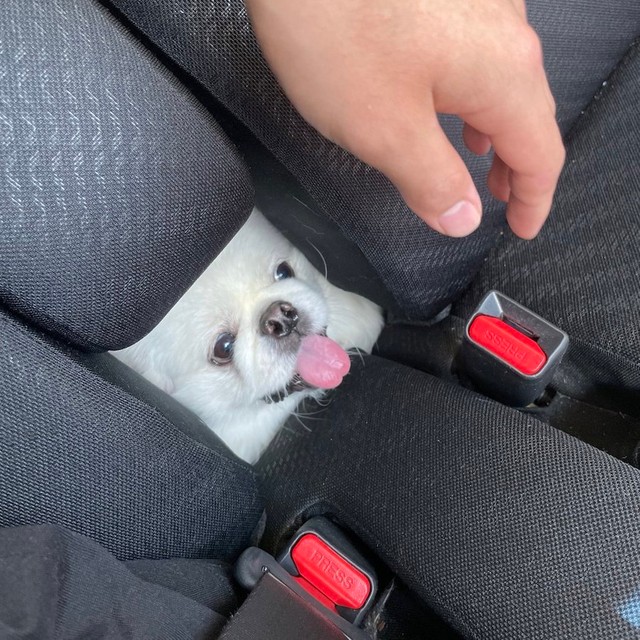 え？！ワンコが「四角」に？！（提供：ボーノさん）