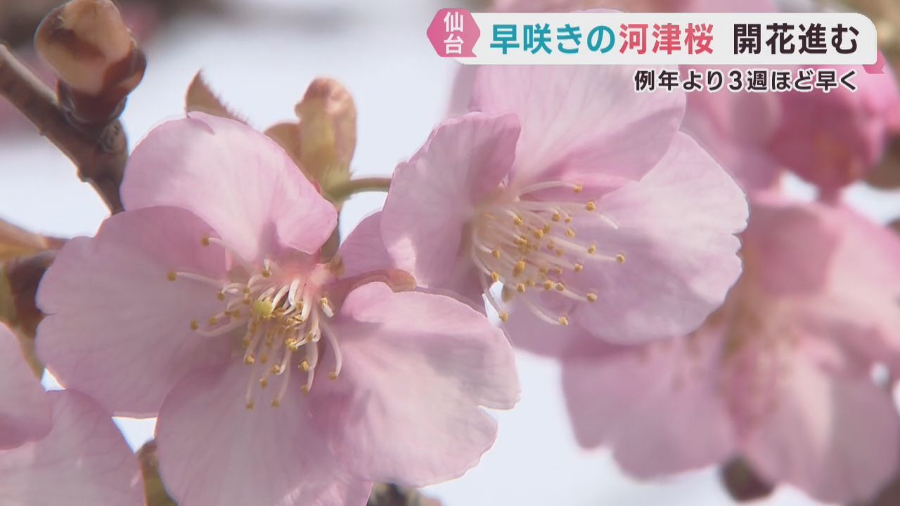 宮城県では珍しい河津桜が五分咲き　仙台・東北福祉大学のキャンパス