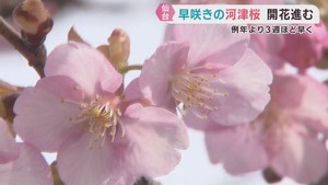 宮城県では珍しい河津桜が五分咲き　仙台・東北福祉大学のキャンパス