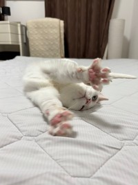 伸びながら肉球を見せてくれるうにちゃん（提供：うに／ハンモックアートさん）