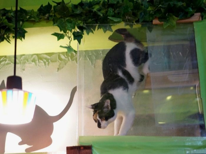 （キャットウォークを通り）カフェの方へ移動するみけお、よいしょっと