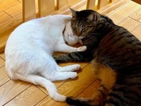 今でも、ミィくんにベッタリと甘える虹来ちゃん