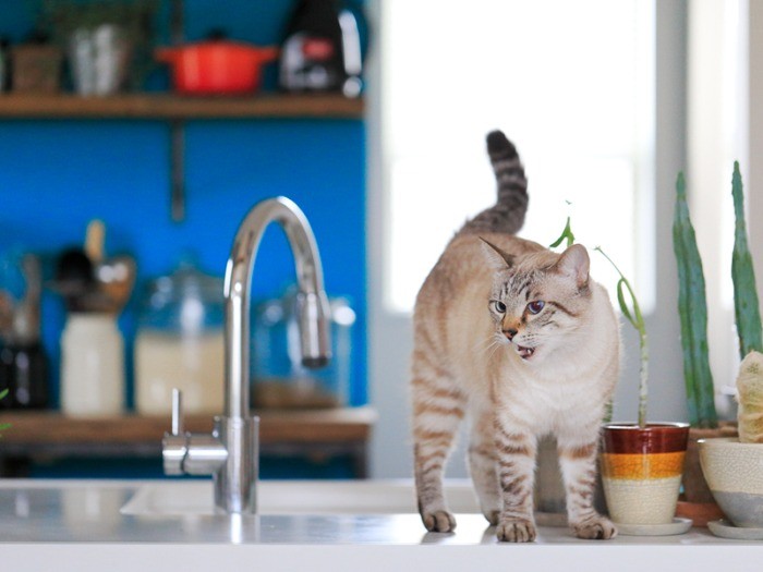 表情も豊かにニャーる！