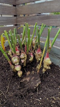 GWに植えた種ショウガの収穫途中の様子　ぽたろうさんのX（@HACK1136）より＝2025年11月23日投稿