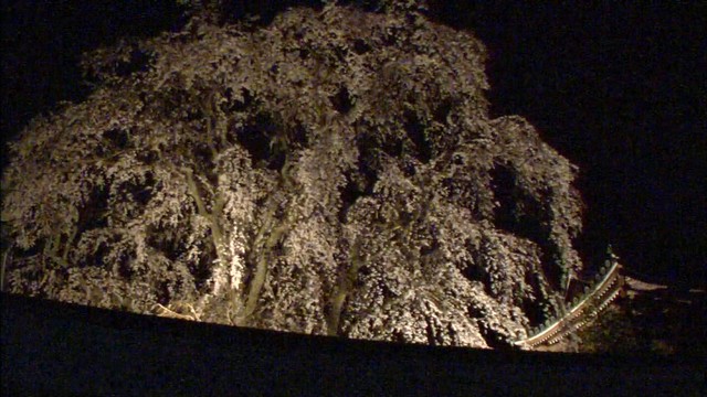 樹齢約150年のしだれが桜見頃　岡山・津山市