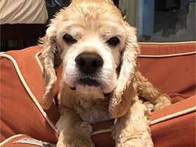 ベッドでのんびりくつろぐよ　コッカースパニエル「スパイシー」