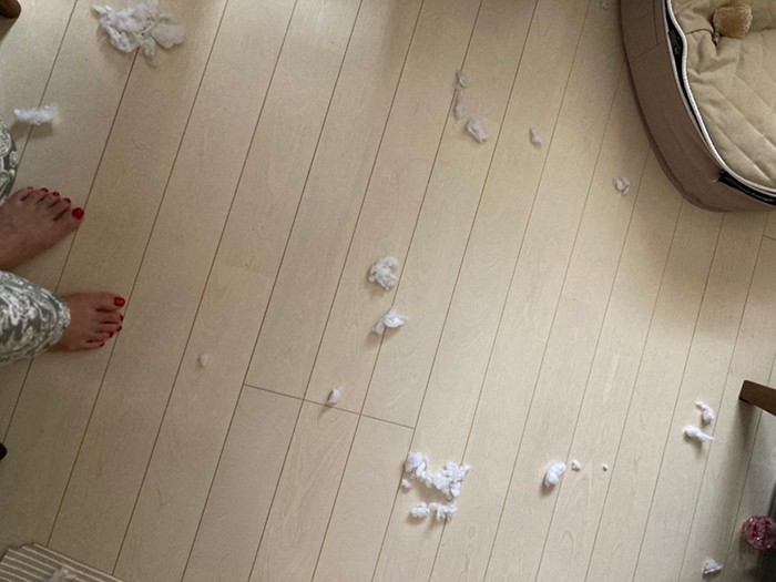 ゾーイくんのヒマつぶしの結果、ベッドは大惨事（お母さん提供）