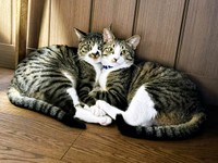 イケニャン王子（左から）ロッキーくん、チャームくん（画像提供：みぃ～みぃ～ちゃんとジャミラズさん）