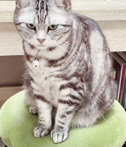 コブを見つけるまで、目立った異変はなかった