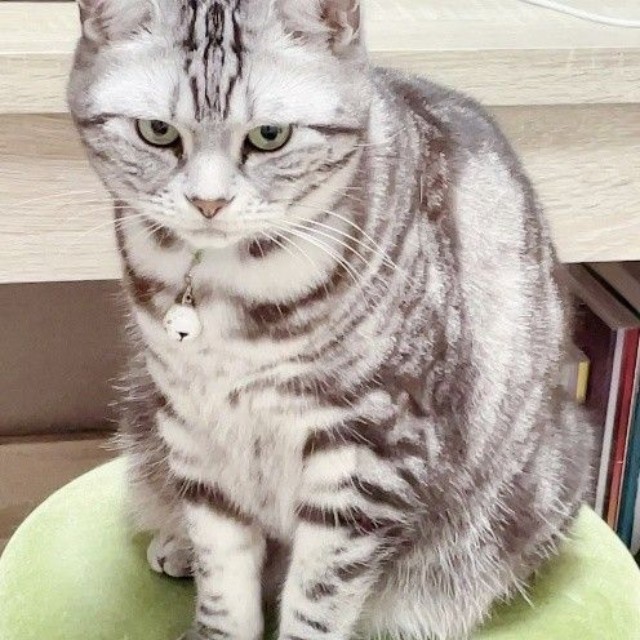 コブを見つけるまで、目立った異変はなかった