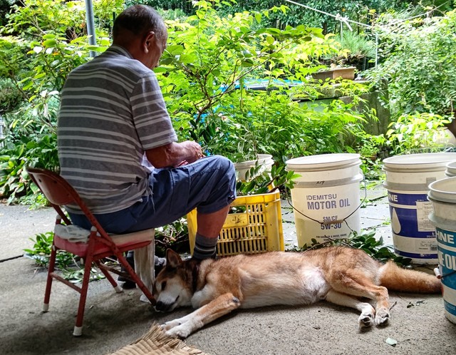 飼い主の男性の足元に寄り添う高齢犬の写真がTwitter上で話題を集めた（柴犬オルカのママさん提供）