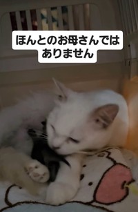 わが子のように子猫の希望くんのお世話をしてくれたというリリーちゃん（「NPO法人 アニマルスマイル香川」さん提供、Instagramよりキャプチャ撮影）