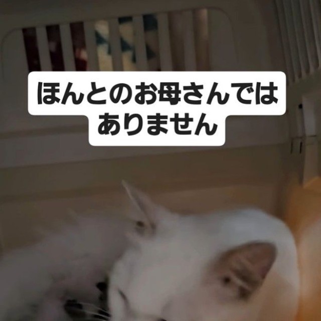 わが子のように子猫の希望くんのお世話をしてくれたというリリーちゃん（「NPO法人 アニマルスマイル香川」さん提供、Instagramよりキャプチャ撮影）