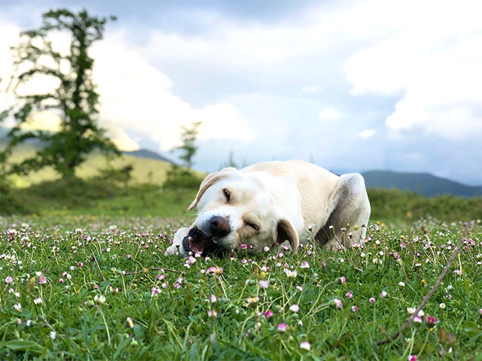 その辺に落ちていた羊の骨をおもちゃにするラブ。前田家に来て５年になるおちびの先輩。