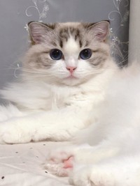 公式抽選に当選した飼い主さんが「Switch 2」をゲット！その時、愛猫の反応は…（画像提供：レアさん）